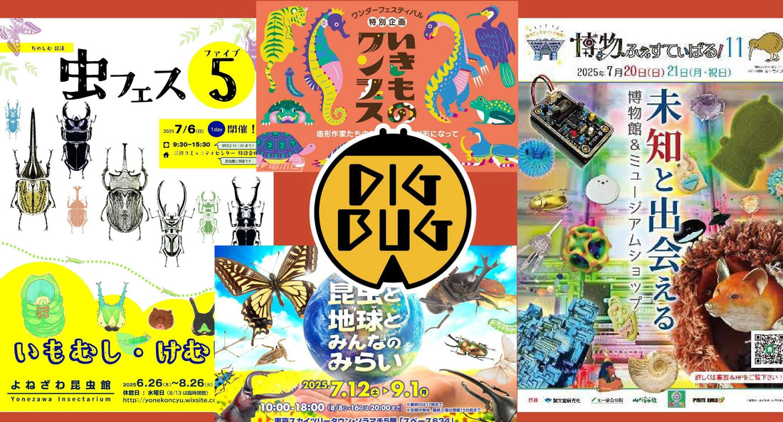 DIGBUG 7月イベント情報公開❕❕