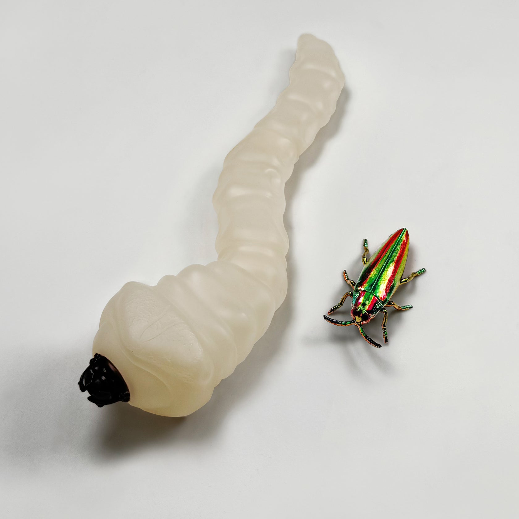 DIGBUG タマムシの幼虫＆成虫セット