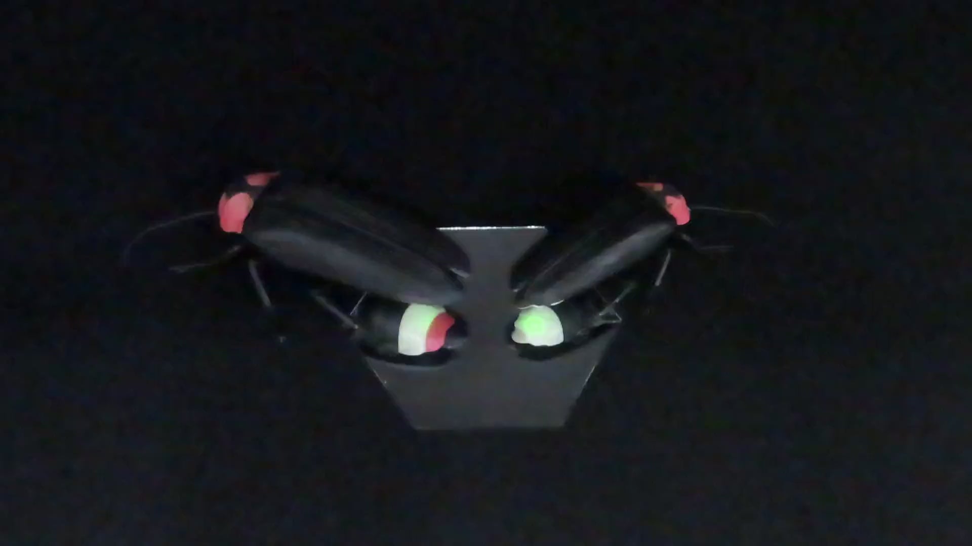 アキ、ゲンモ、メススジ ナミゲンゴロウ、ヒメフチゲンゴロウ、エゾゲンゲンゴロウモドキ